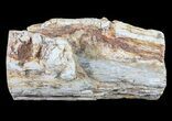 Polished Petrified Wood Limb - Madagascar #54590-2